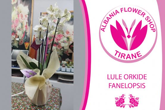 Lule Orkide Falenopsis ( Orchidee Phalaenopsis ) ngjyra Lejla nga Albania Flower Shop Tiranë